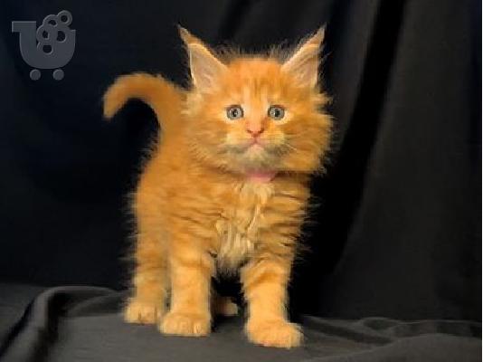 PoulaTo: Maine Coon Kittens